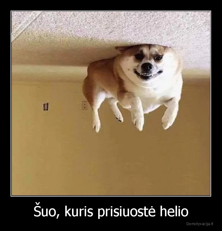 suo,helis,balionas