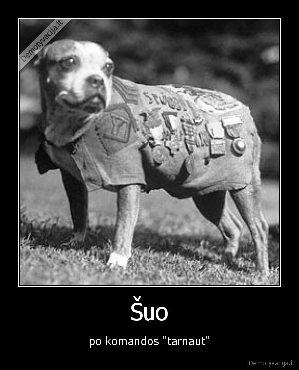 Šuo