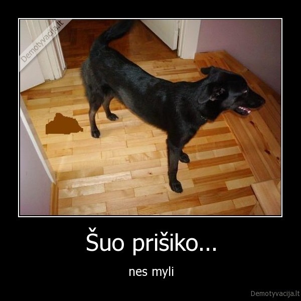 suo, sudai