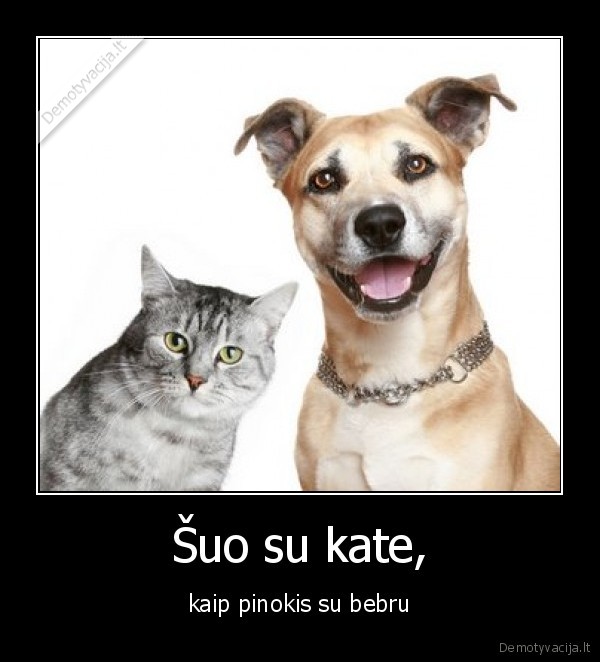 Šuo su kate,