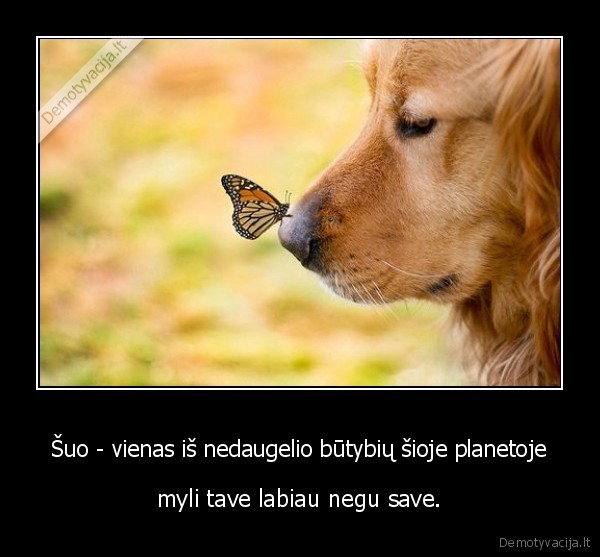 Šuo - vienas iš nedaugelio būtybių šioje planetoje
