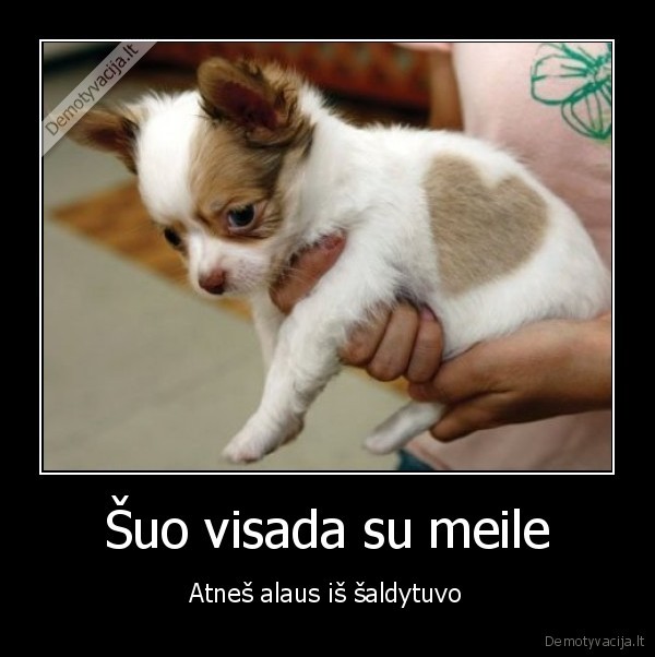 Šuo visada su meile