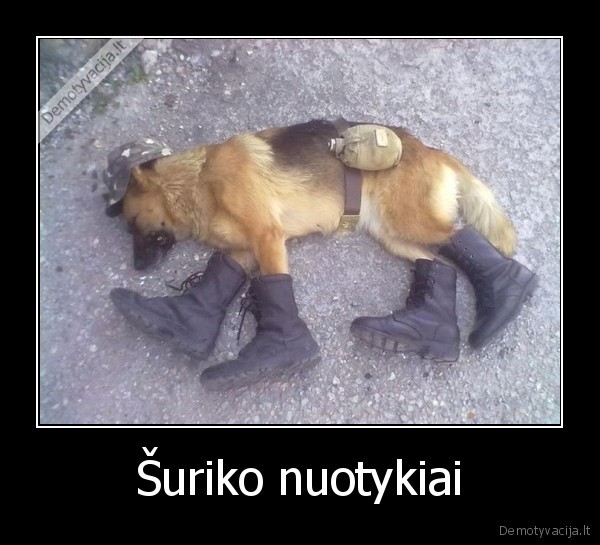 Šuriko nuotykiai