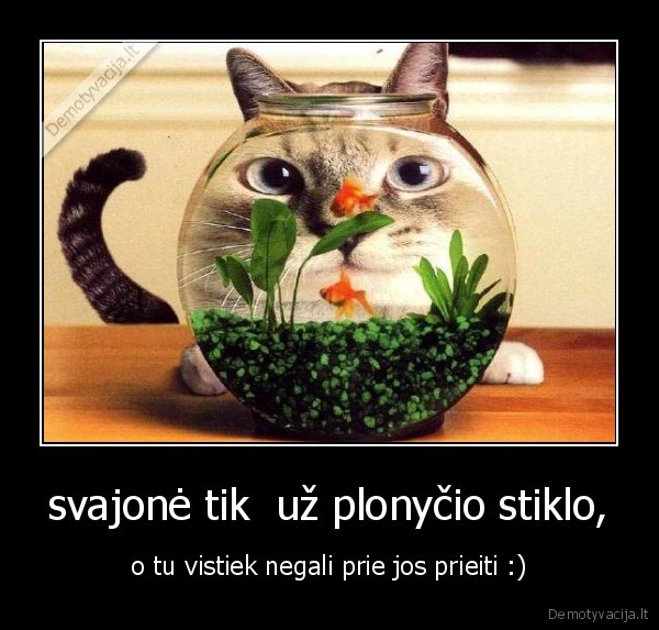 svajonė tik  už plonyčio stiklo,