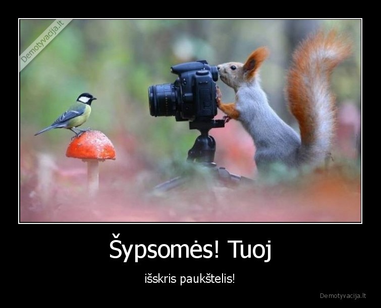 paukstelis,isskris,sypsomes,voveraite