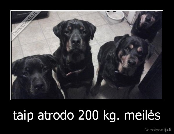taip atrodo 200 kg. meilės