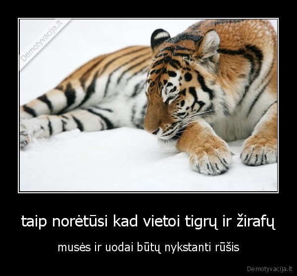 taip norėtūsi kad vietoi tigrų ir žirafų