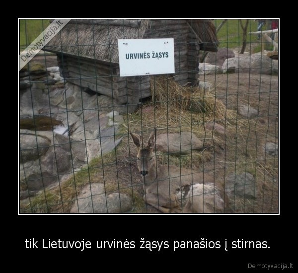 tik Lietuvoje urvinės žąsys panašios į stirnas.
