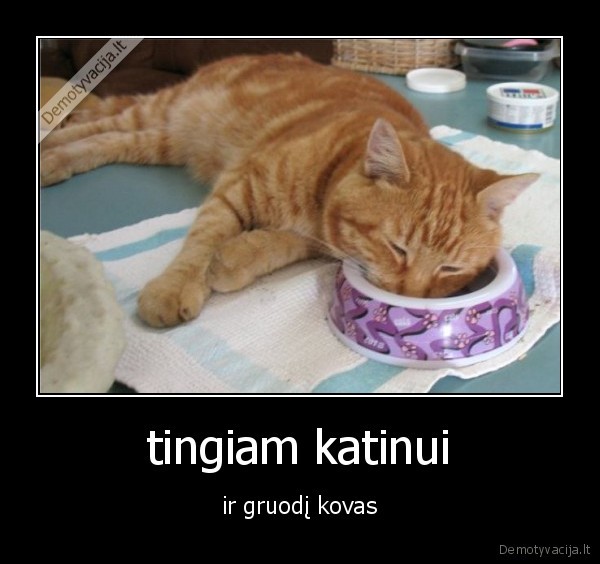 tingiam katinui