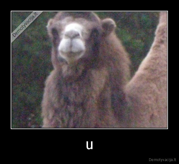 u