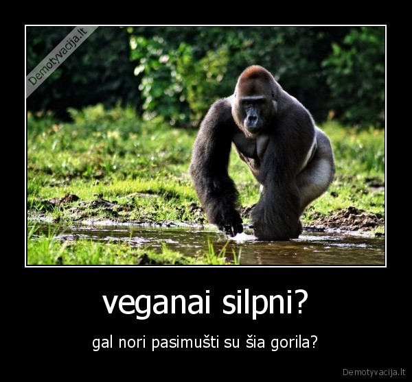 gorila,veganai,zole,bananai