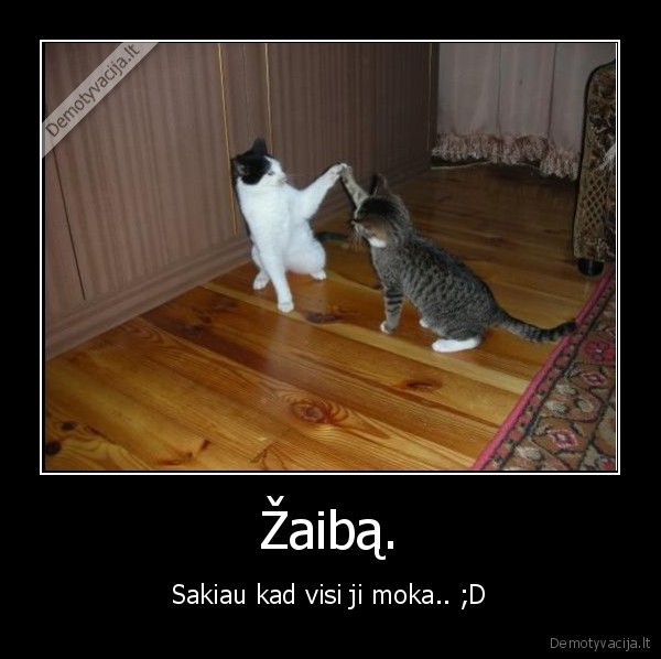 zaibas