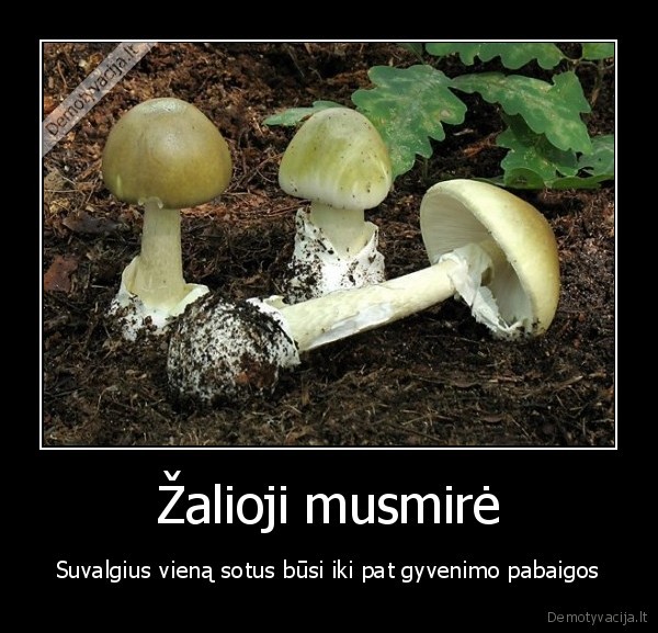 musmire,mirtis,apsinuodijimas