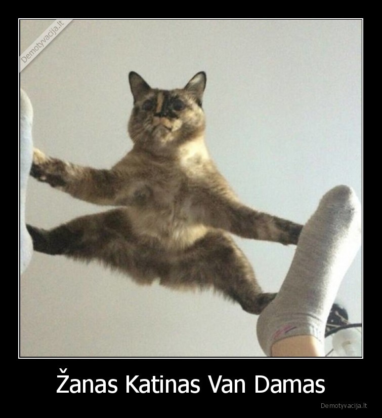 zanas,katinas,van,damas