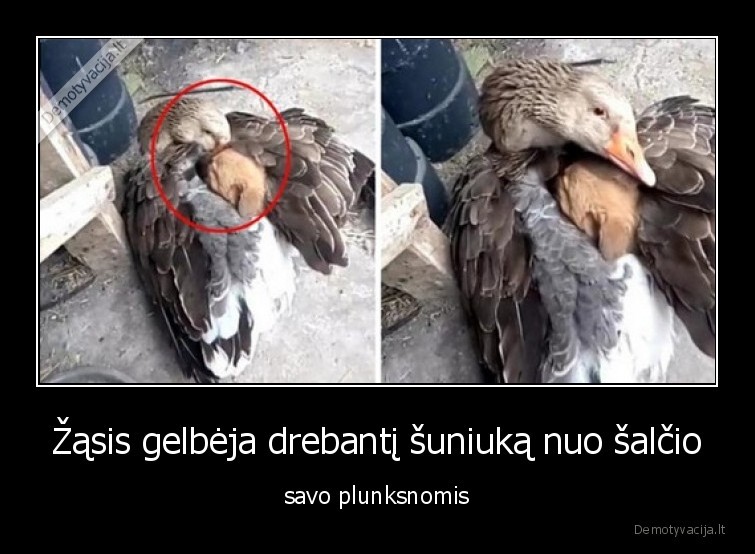 zasis,suniukas,saltis