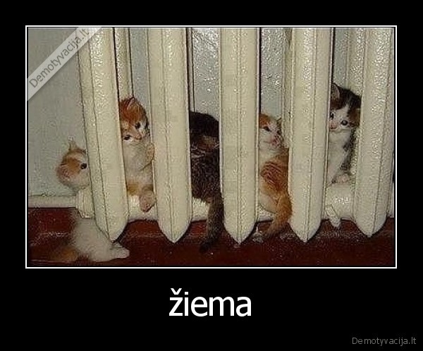 žiema