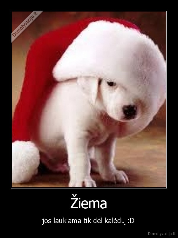 Žiema