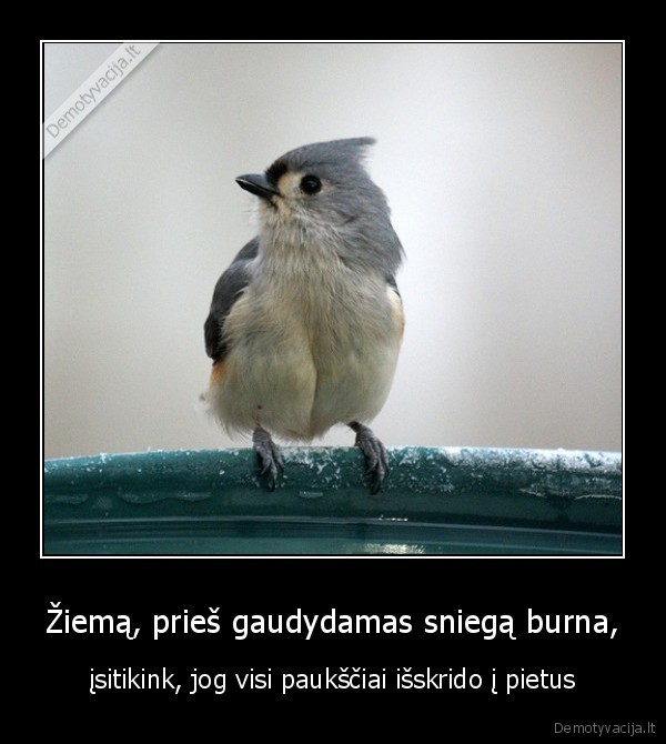 ziema,sniegas,pauksciai