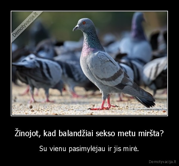balandis,seksas