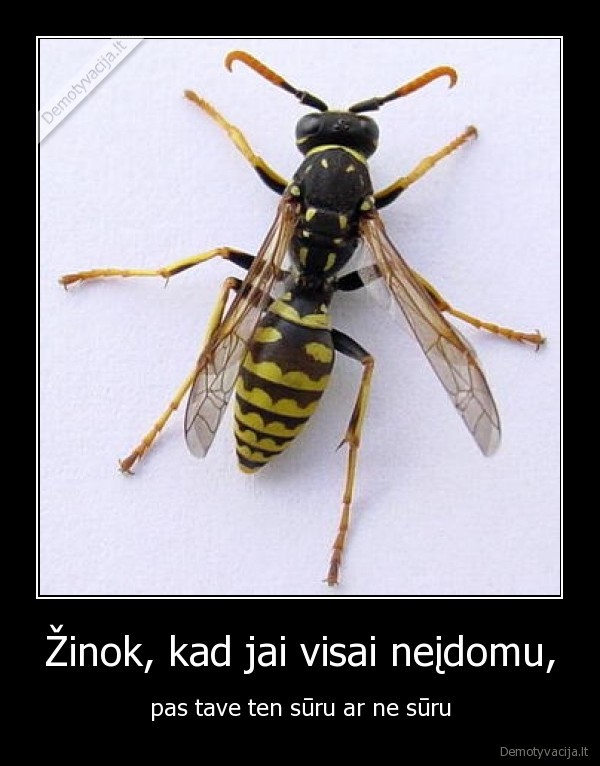 vapsva,aaaa, vapsva,suru, suru