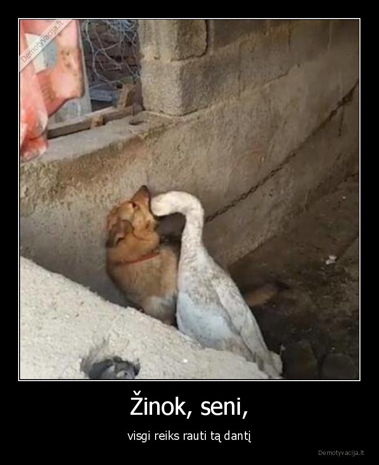 dantistas,suo,zasis,dantis