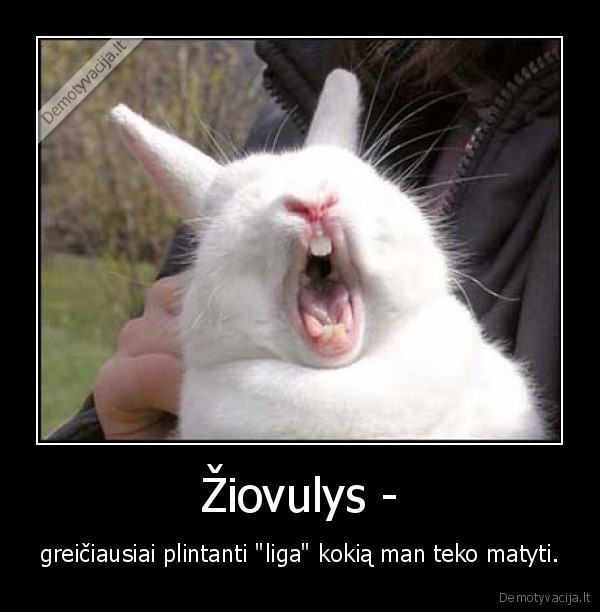 ziovulys,kiskis