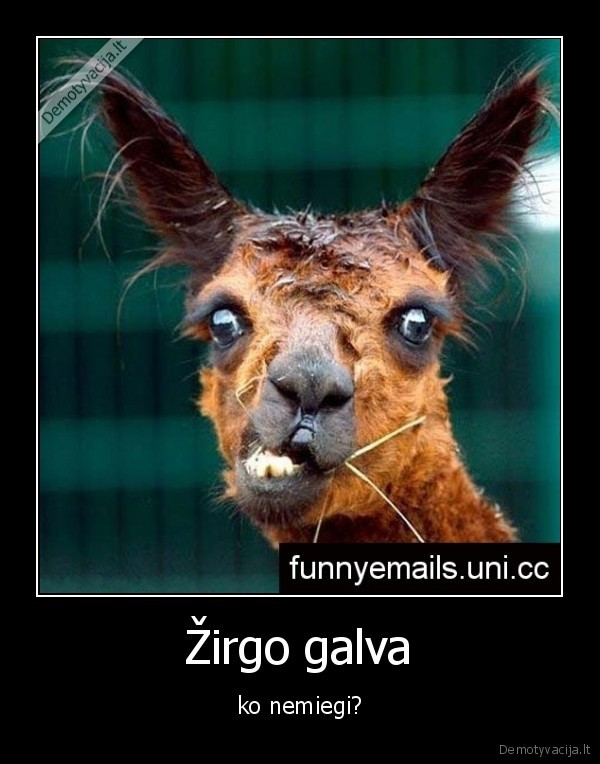 Žirgo galva