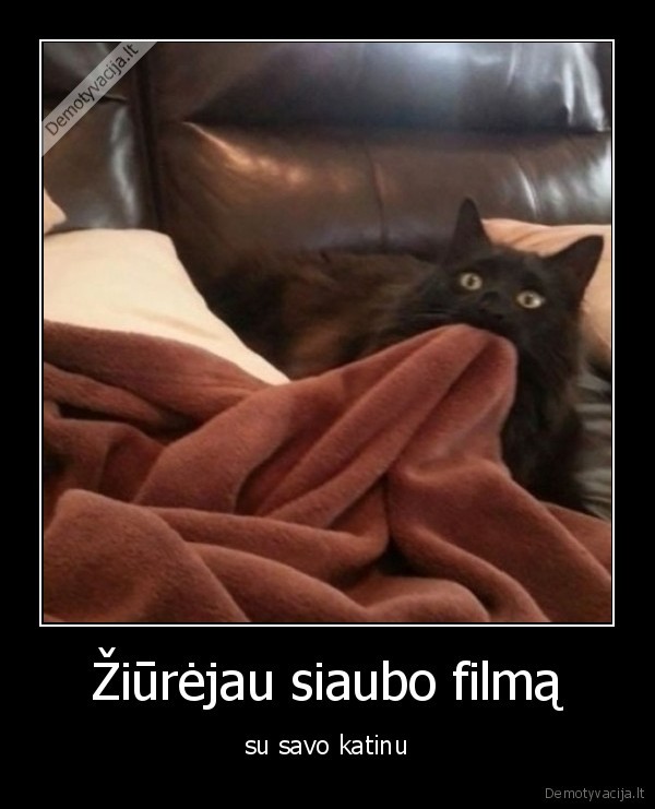 filmas,katinas,siaubas