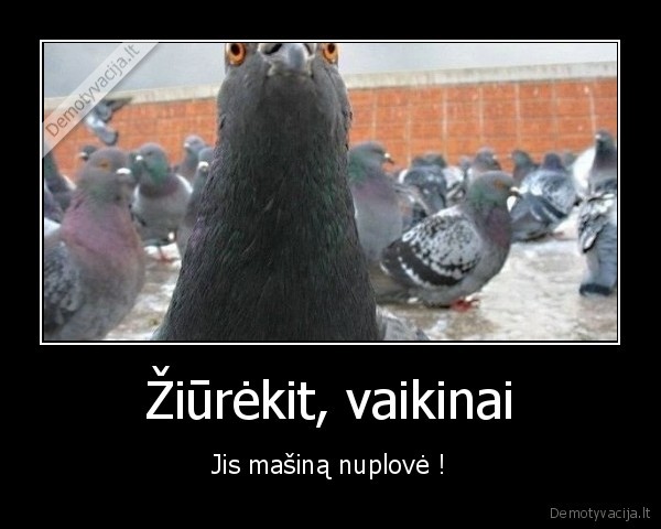 Žiūrėkit, vaikinai