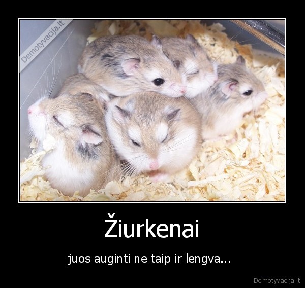 ziurkenu, ferma