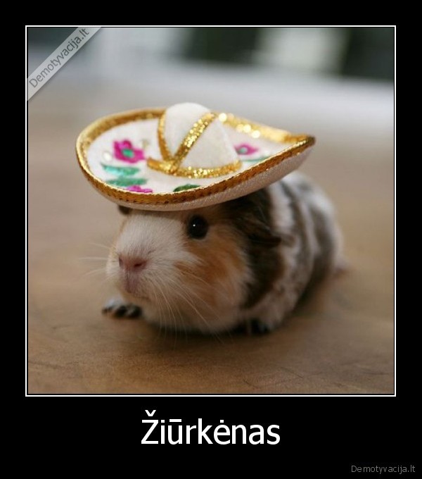 Žiūrkėnas