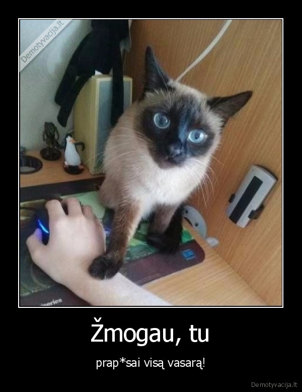 vasara,katinas,kompiuteris
