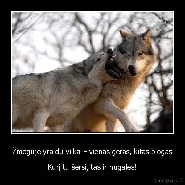 vilkas,serimas,gyvenimas