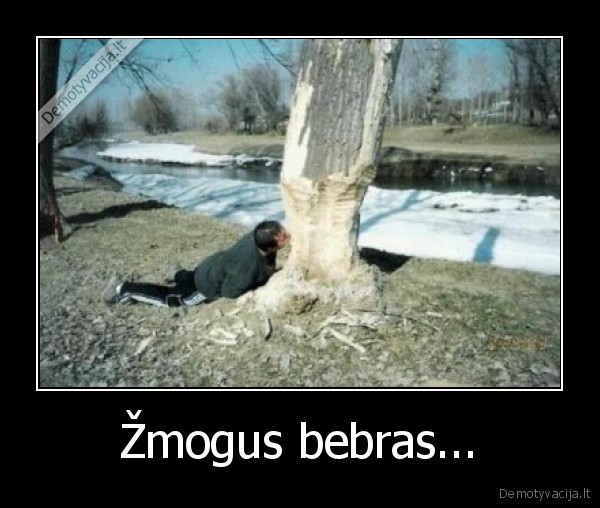 Žmogus bebras...