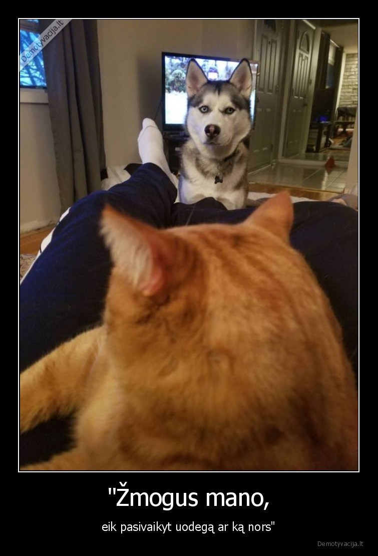 kate,katinas,suo,zmogus