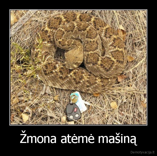 gyvate,masina,zmona