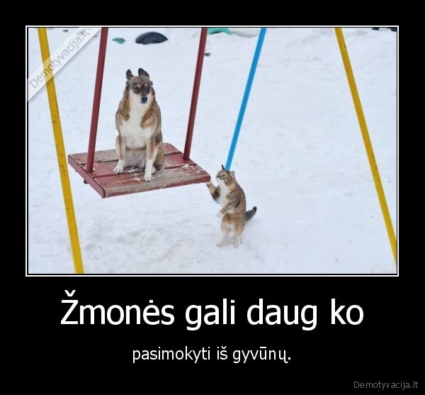 zmones, gyvunai,kate,suo,supynes