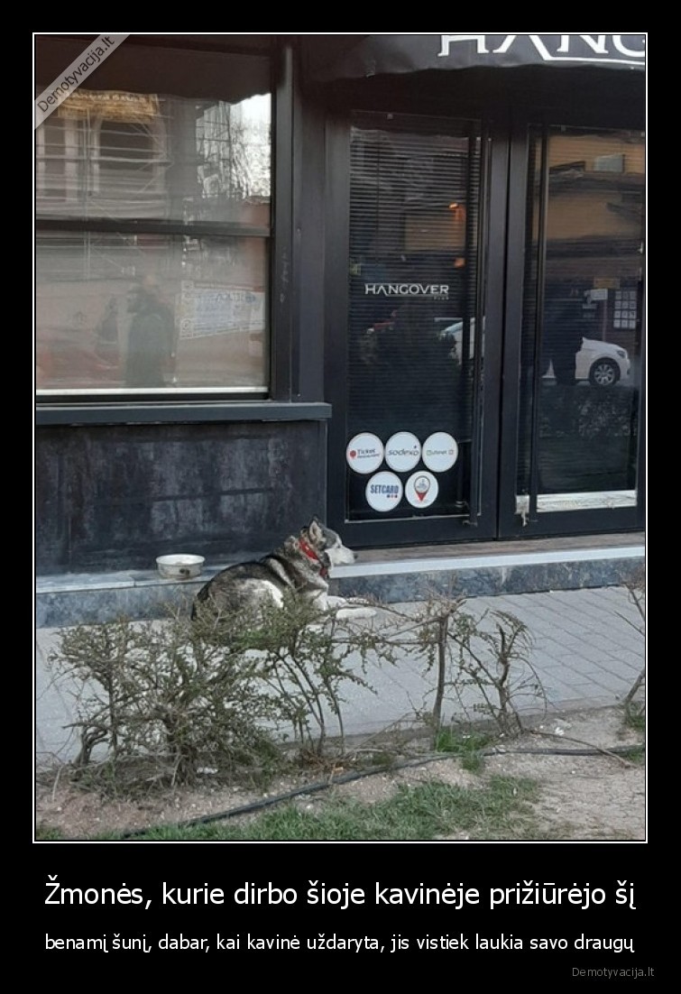 suo,kavine,karantinas