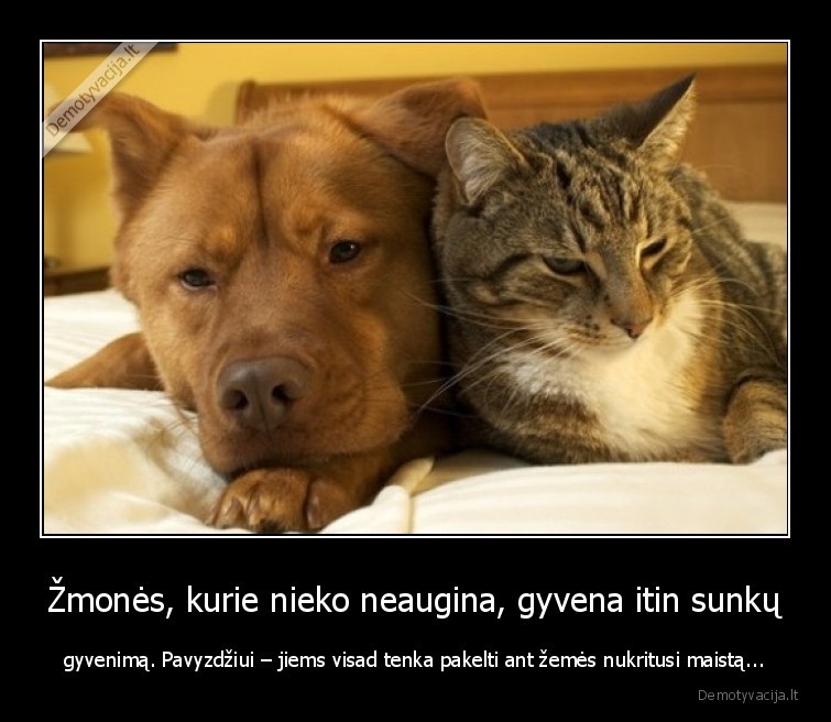 gyvunai,maistas,augintiniai