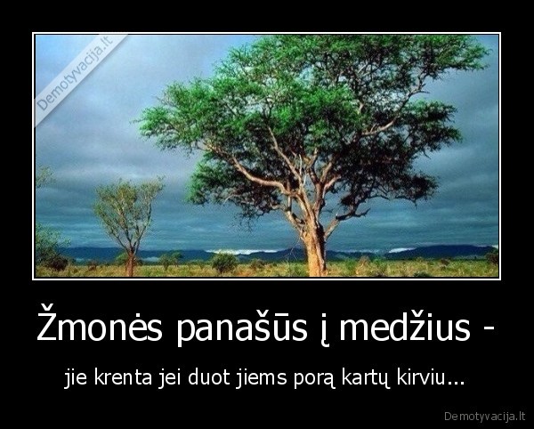 medziai,zmones