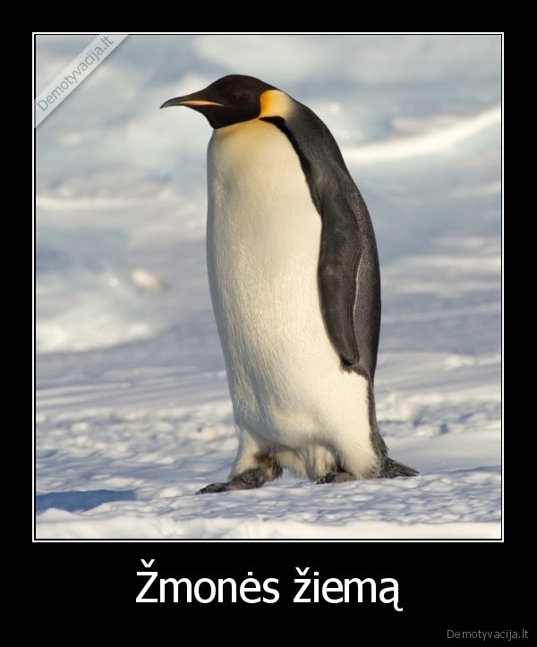 zmones,ziema,salta,vaikscioti,susiguzes,pingvinas