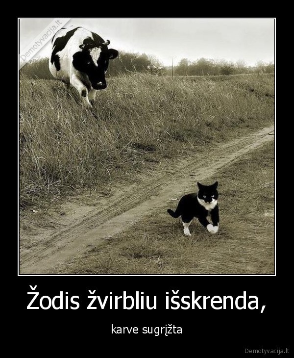 katinas,karve