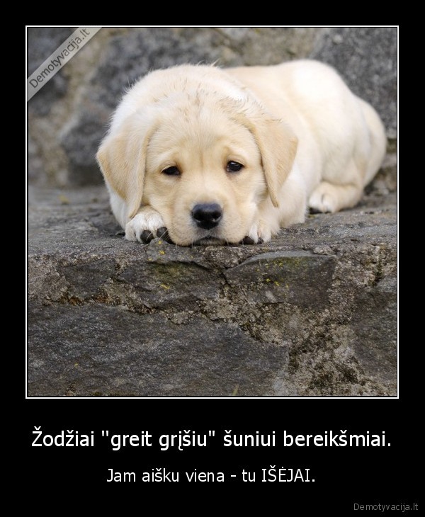 gyvunas, labai, tave, myli