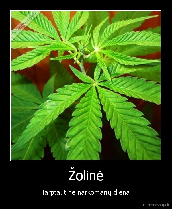zoline, narkomanai