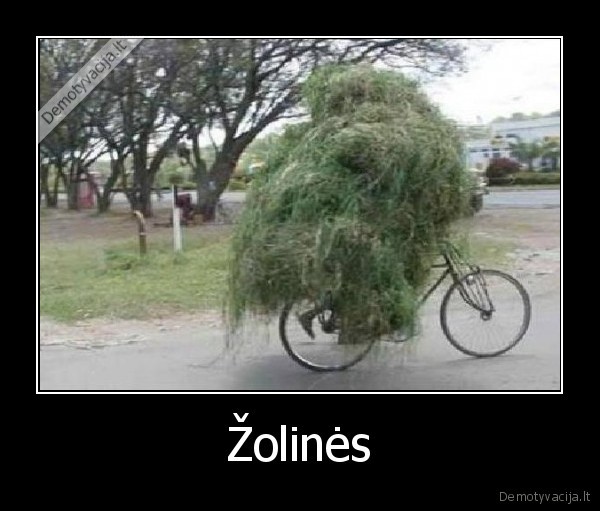 Žolinės