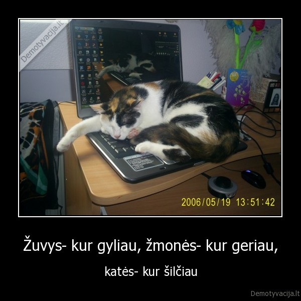kates