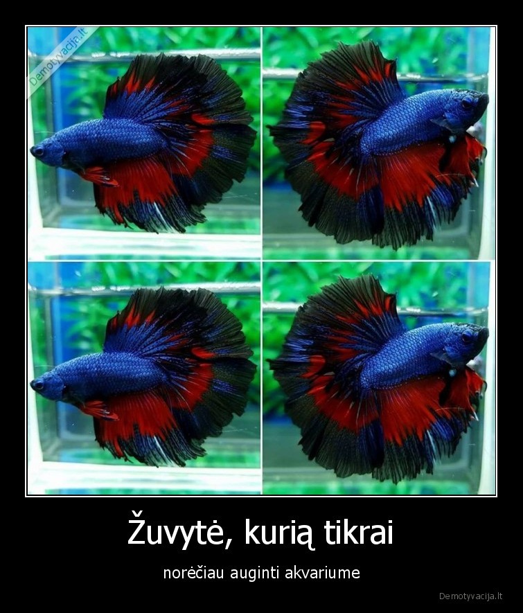 zuvyte,noreciau,auginti,akvariume