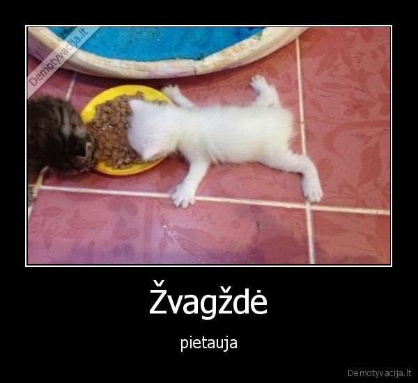 kaciukas,zvaigzde