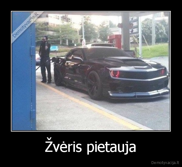 Žvėris pietauja