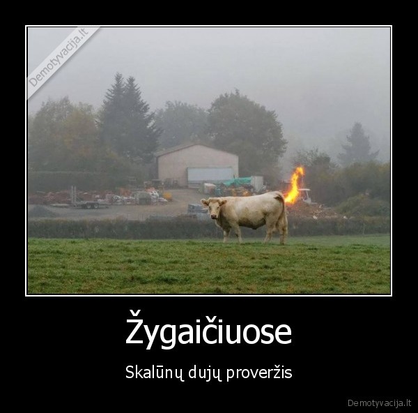 zygaiciai,skalunu, dujos,karve, dega